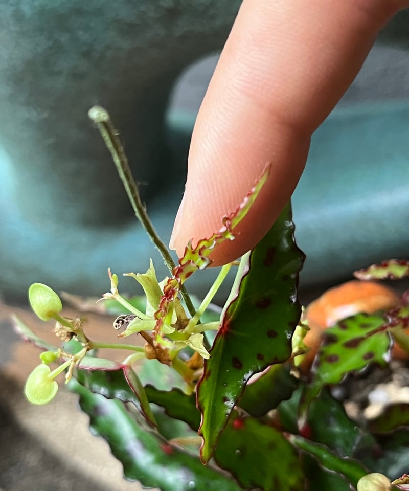 Begonia amphioxus ベゴニア アンフィオクサス | ¨MONKEY TREE¨