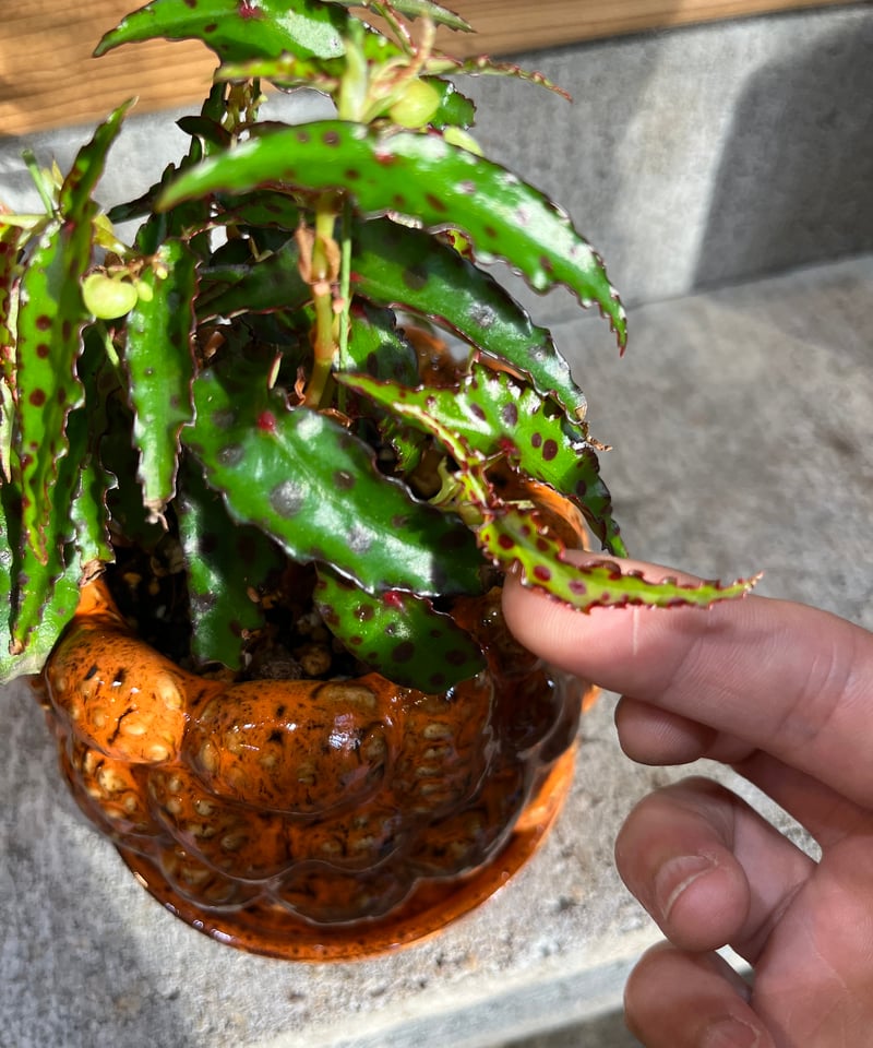Begonia amphioxus ベゴニア アンフィオクサス | ¨MONKEY TREE¨