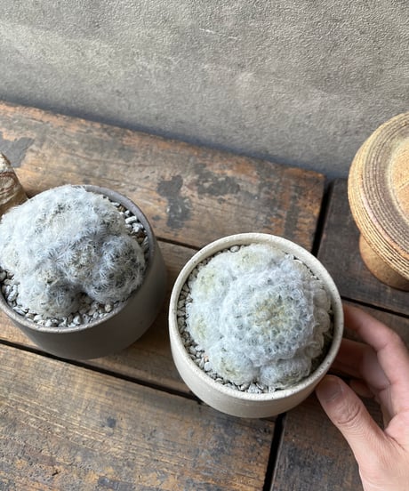Mammillaria plumosa 白星