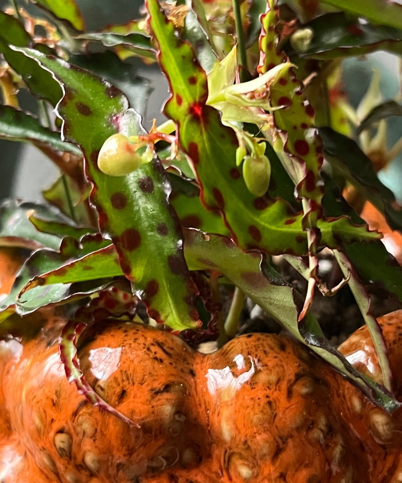 Begonia amphioxus ベゴニア アンフィオクサス | ¨MONKEY TREE¨