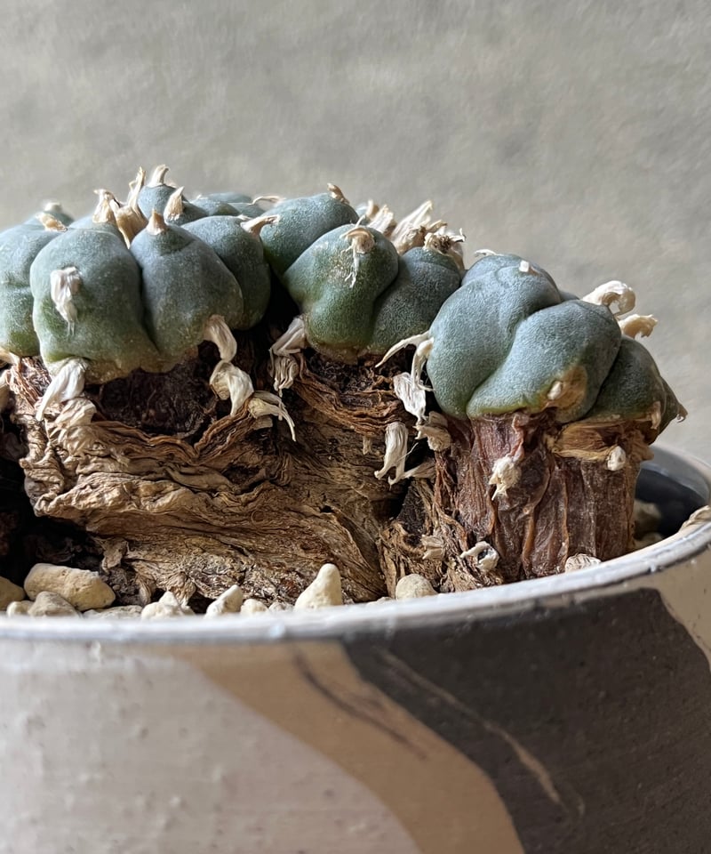 Lophophora williamsii ロフォフォラ 烏羽玉 ウバダマ | ¨MONKEY