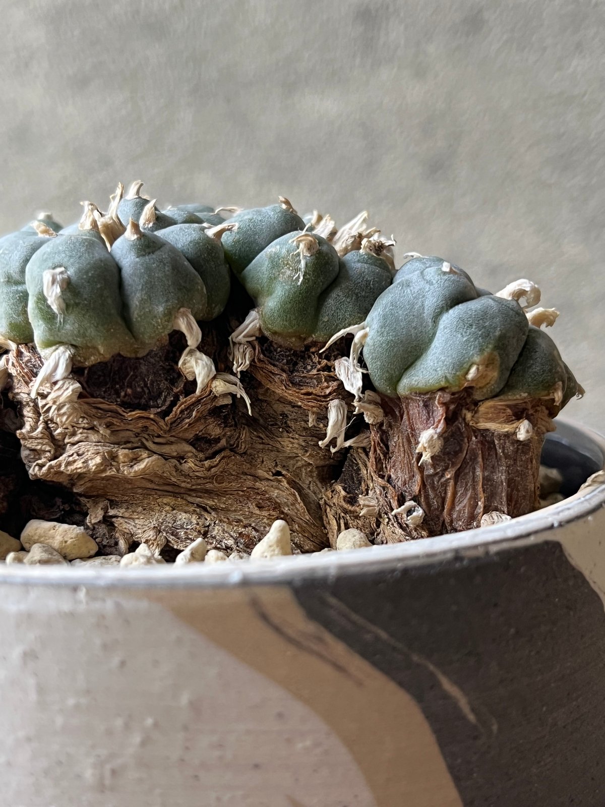 Lophophora williamsii ロフォフォラ 烏羽玉 ウバダマ | ¨MONKEY