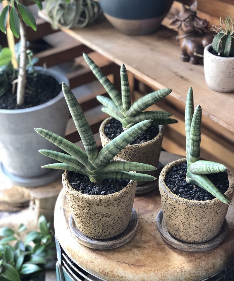 【ボンセレンシス】サンスベリア BON12 　観葉植物 Sansevieria boncellensis サンスベリア ボンセレンシス | ¨MO