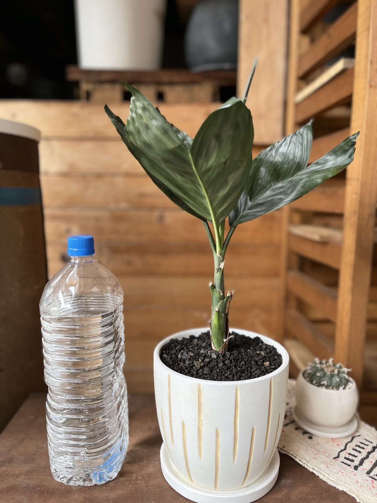 Chamaedorea tenella チャメドレア メタリカ／テネラ | ¨MONKEY