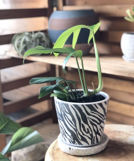 Epipremnum pinnatum   ハブカズラ