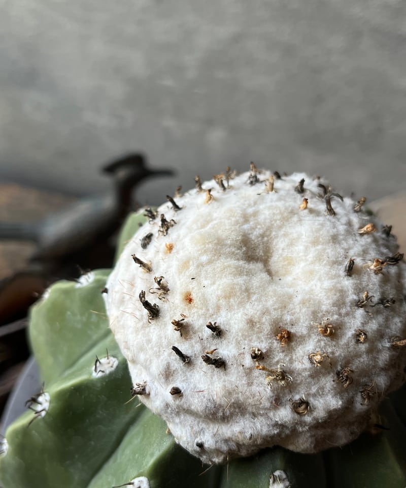 Melocactus cruvispinus メロカクタス クルビスピヌス 棘なし | ¨MO