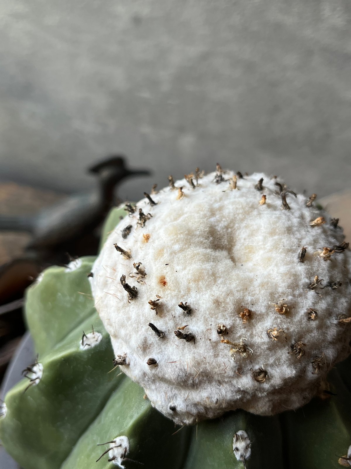 メロカクタス　棘無クルビスピヌス Melocactus cruvispinus メロカクタス クルビスピヌス 棘なし | ¨MO