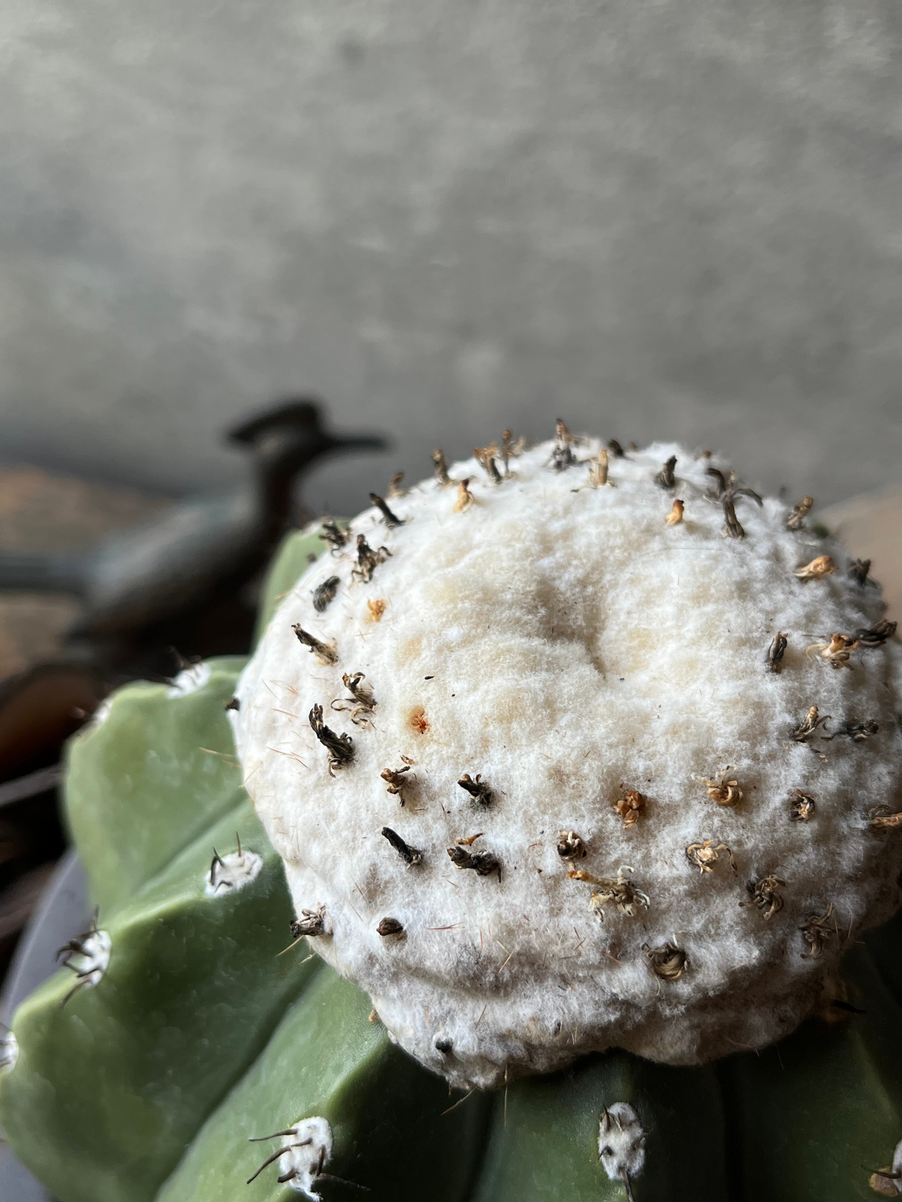 Melocactus cruvispinus メロカクタス クルビスピヌス 棘なし | ¨MO