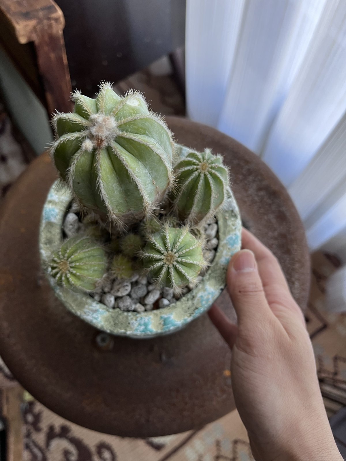 1点もの】Eriocactus magnificus マグニフィカス 英冠玉 群生株 | ¨