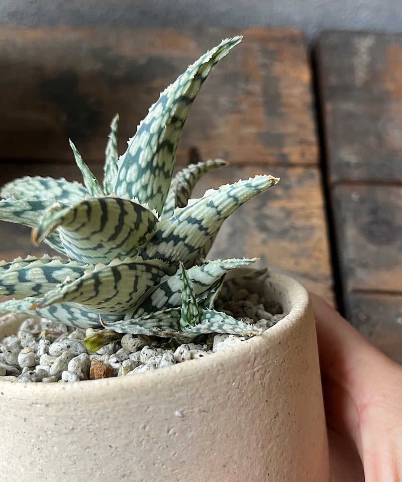 Aloe 'Blizzard' アロエ ブリザード | ¨MONKEY TREE¨ by SA Aloe 'Blizzard' アロエ ブリザード | ¨MONKEY TREE¨ by SA