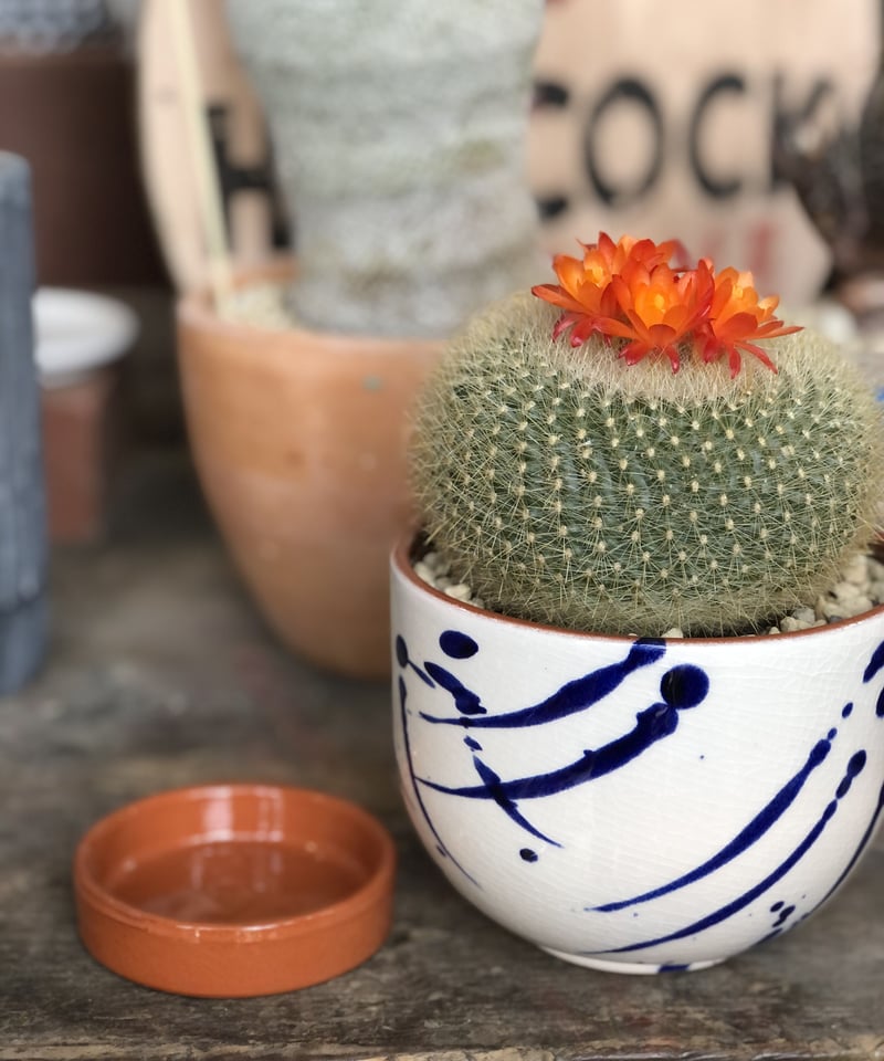 1点もの】 Parodia haselbergii 雪晃 | ¨MONKEY TREE¨