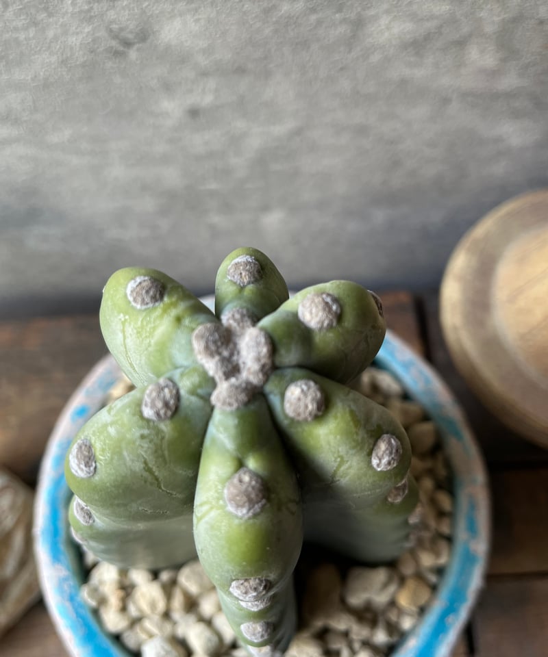 Cereus hildmannianus 柱サボテン 鬼面角 | ¨MONKEY TREE¨