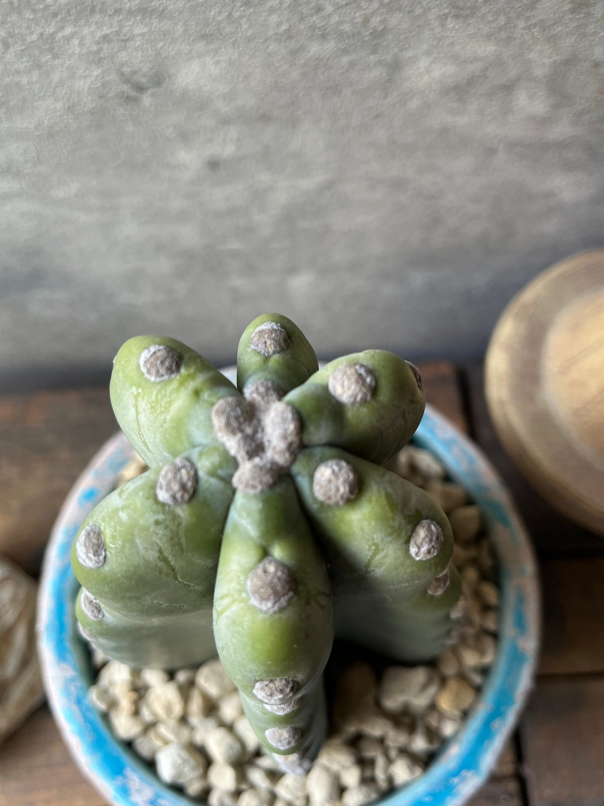 Cereus hildmannianus 柱サボテン 鬼面角 | ¨MONKEY TREE¨
