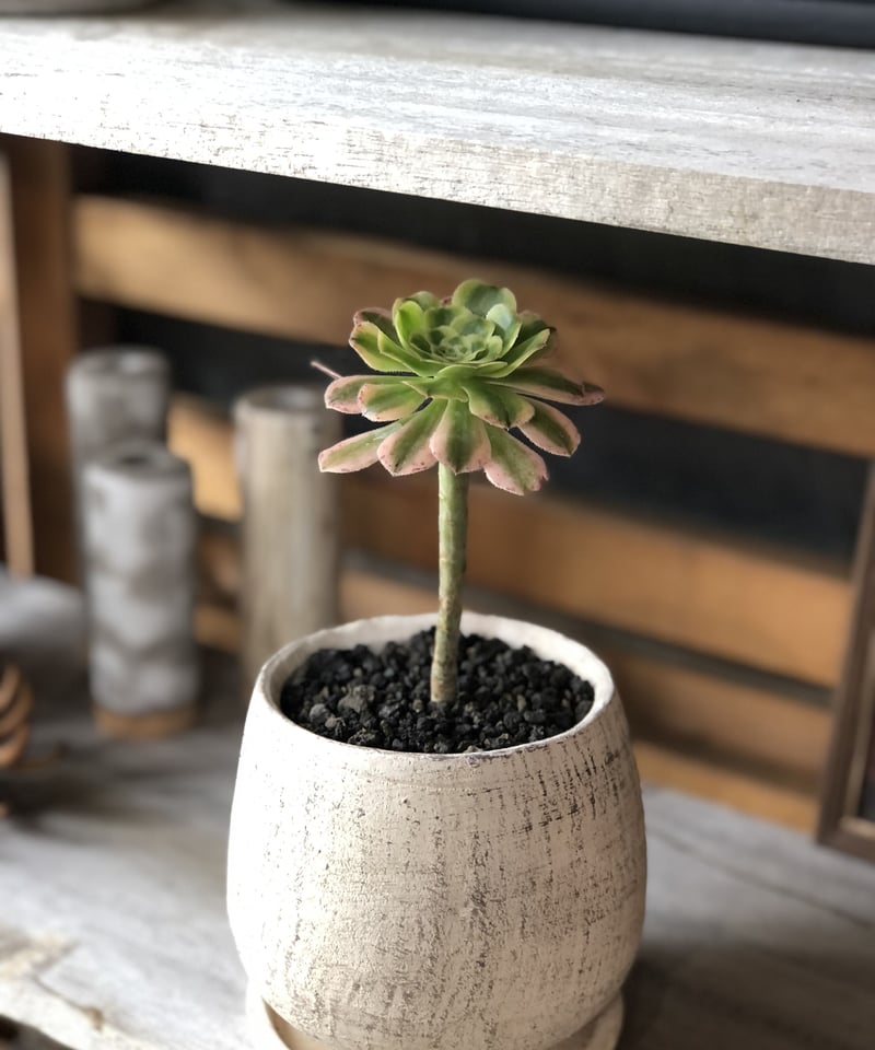 Aeonium アエオニウム艶日傘 | ¨MONKEY TREE¨ by SABOTEN