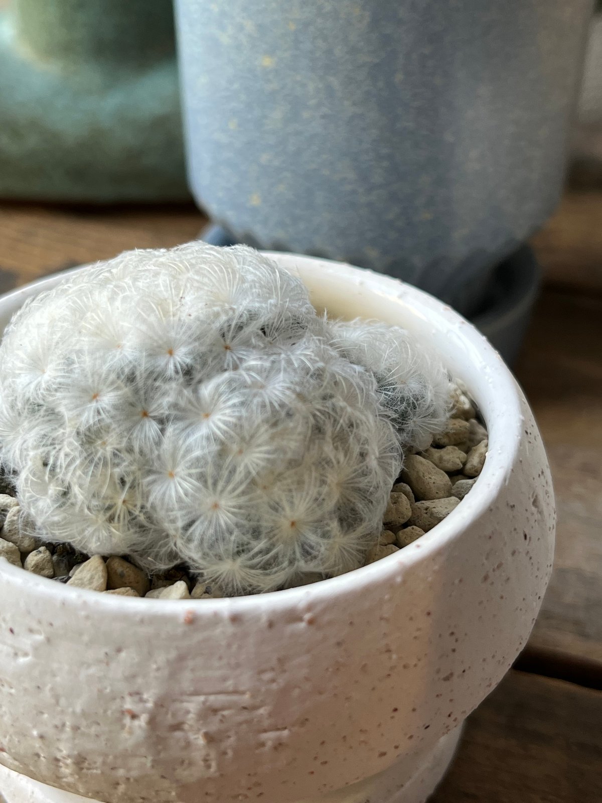 Mammillaria plumosa 白星 | ¨MONKEY TREE¨ by SABOT