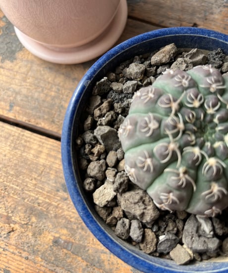 Gymnocalycium stellatum var. kleinianum ギムノカリキュウム 瑞昌玉