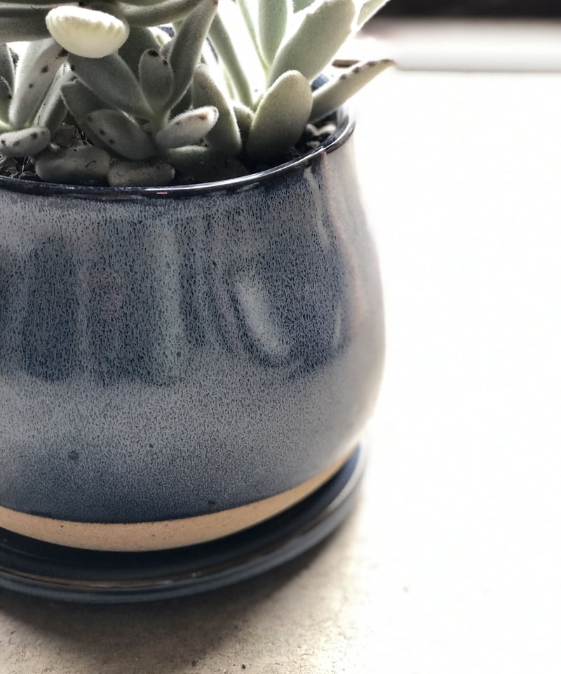 1点もの】Kalanchoe tomentosa 月兎耳ツキトジ | ¨MONKEY TRE