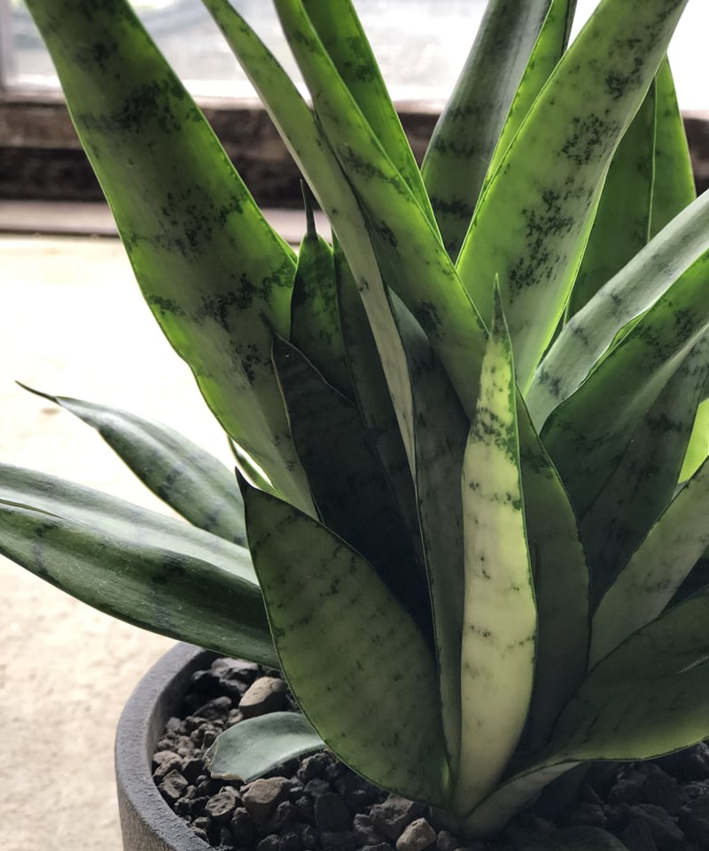 1点もの】Sansevieria Silver princess サンスベリア シルバー