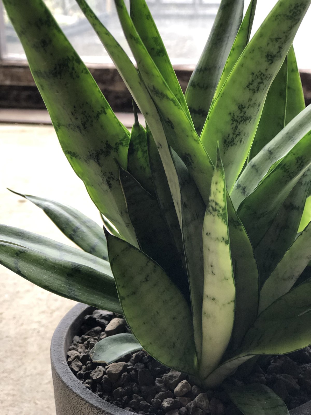 1点もの】Sansevieria Silver princess サンスベリア シルバー 1点もの】Sansevieria Silver princess サンスベリア シルバー