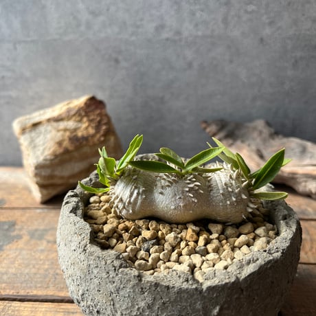 恵比寿笑い | STORES