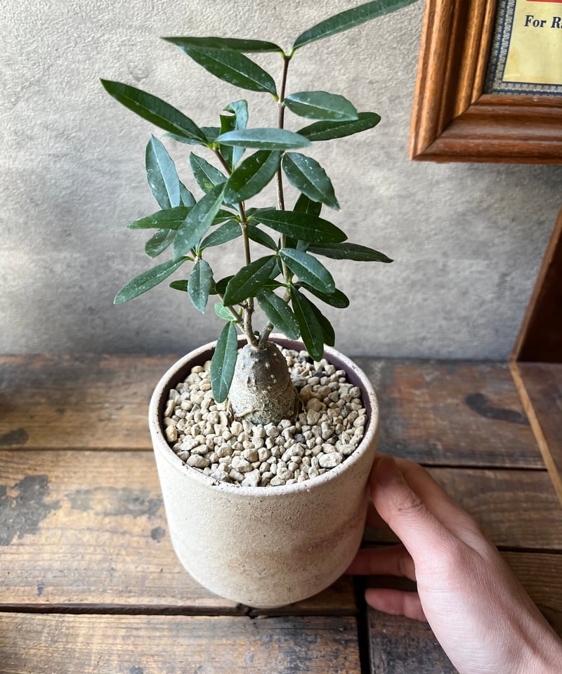 Fockea edulis フォッケア エデュリス 火星人 | ¨MONKEY TREE¨