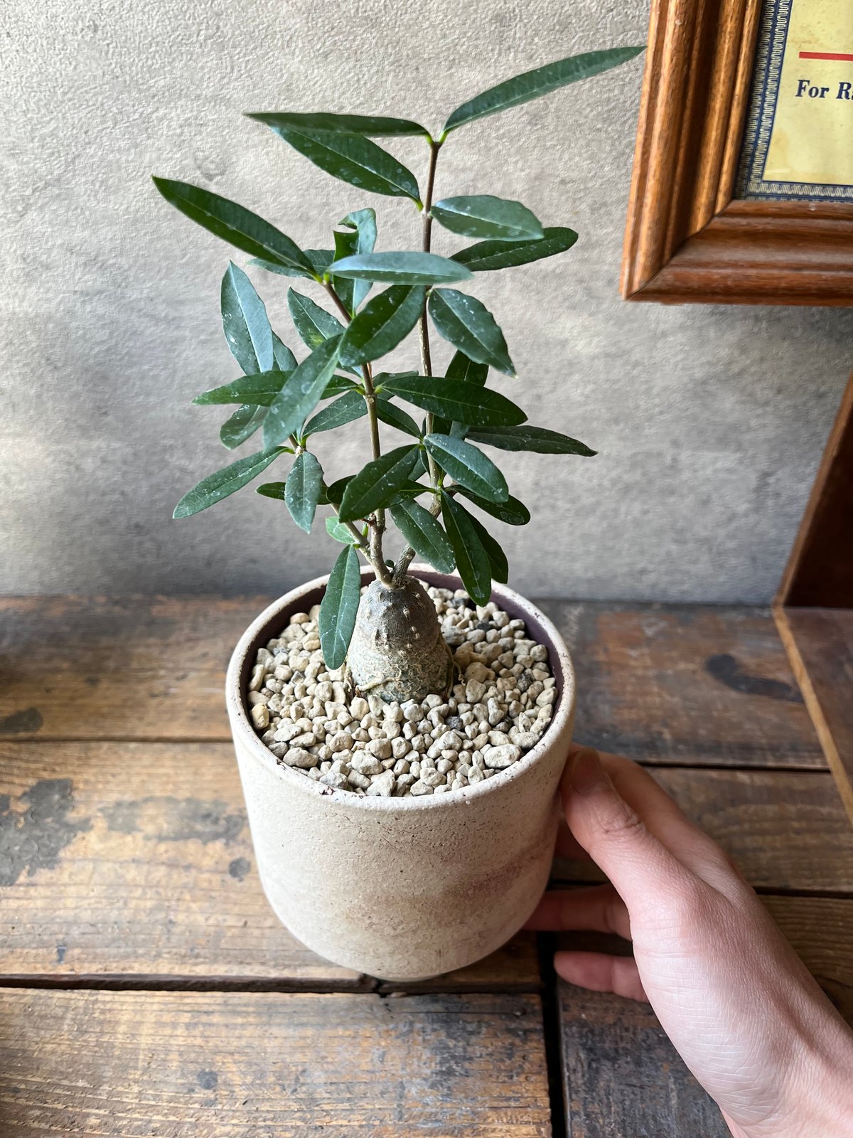 ☆フォッケア エデュリス 火星人 Fockea edulis Fockea edulis フォッケア エデュリス 火星人 | ¨MONKEY TREE¨