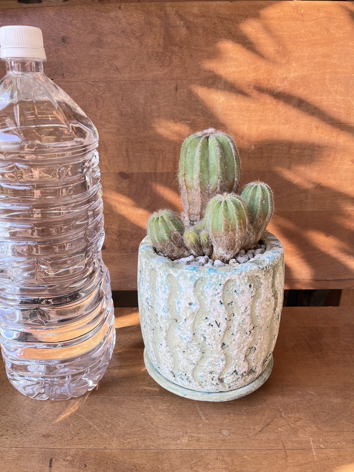 英冠丸 群生 エリオカクタス属 Eriocactus Magnificus 多肉植物・サボテン販売～PICO庵～ / エリオカクタス属 英冠丸