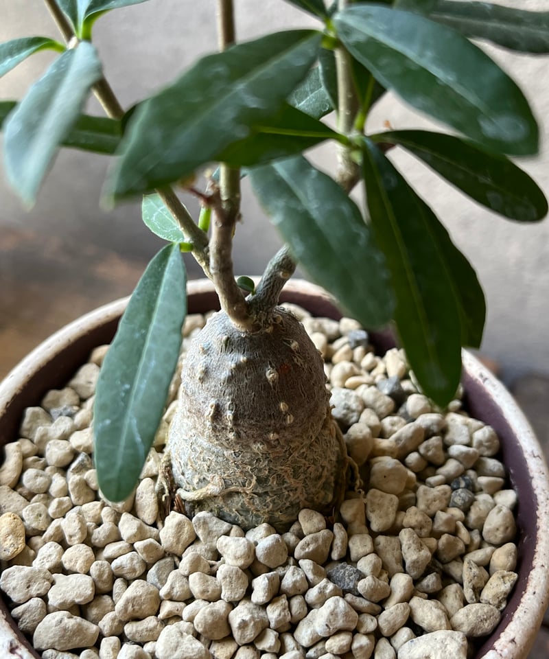 Fockea edulis フォッケア エデュリス 火星人 | ¨MONKEY TREE¨