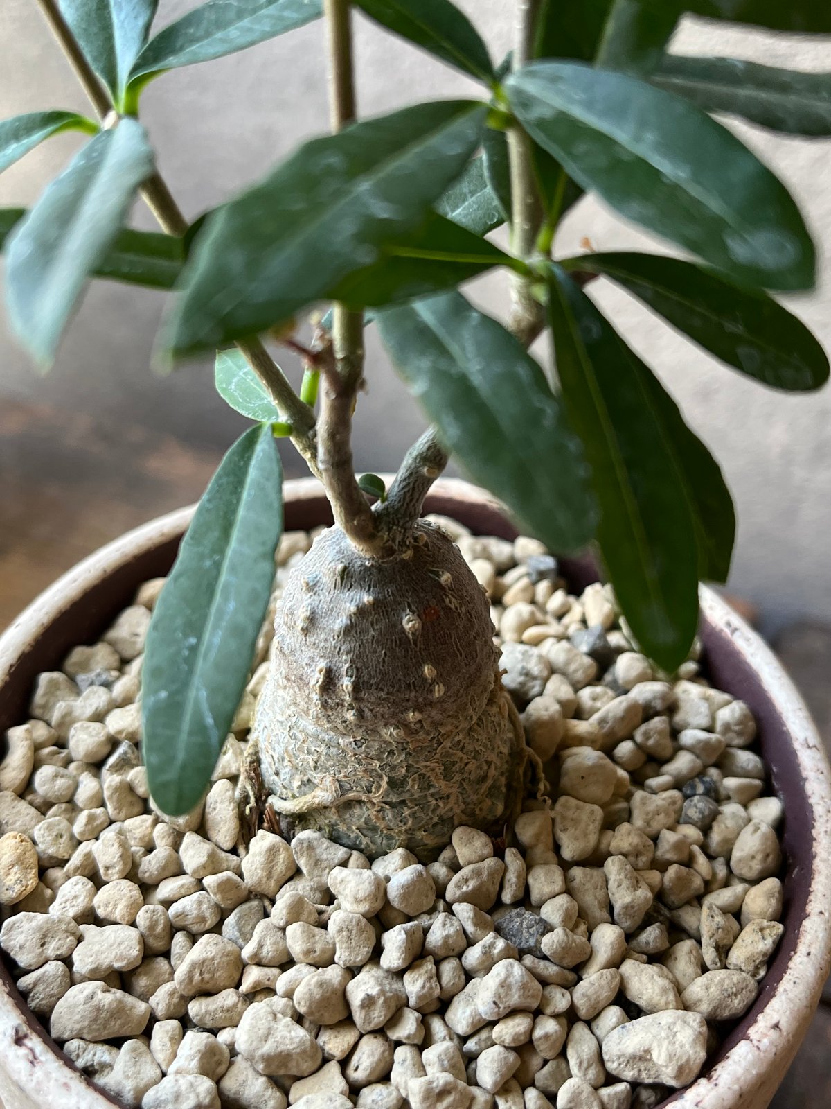 Fockea edulis フォッケア エデュリス 火星人 | ¨MONKEY TREE¨