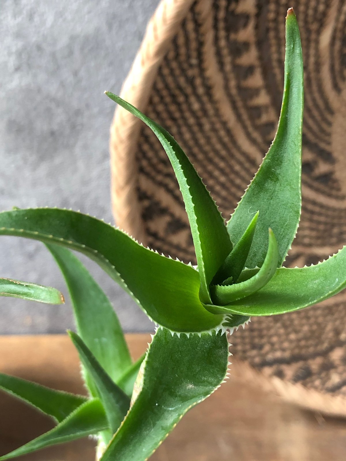 Aloe SP 青々錦 | ¨MONKEY TREE¨ by SABOTEN MISSILE