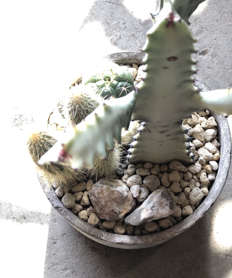 1点もの】 Euphorbia lactea White Ghost ホワイトゴースト寄せ植 1点もの】 Euphorbia lactea White Ghost ホワイトゴースト寄せ植