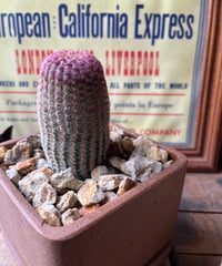 Echinocereus rigidissimus var. rubrispinus  紫太陽