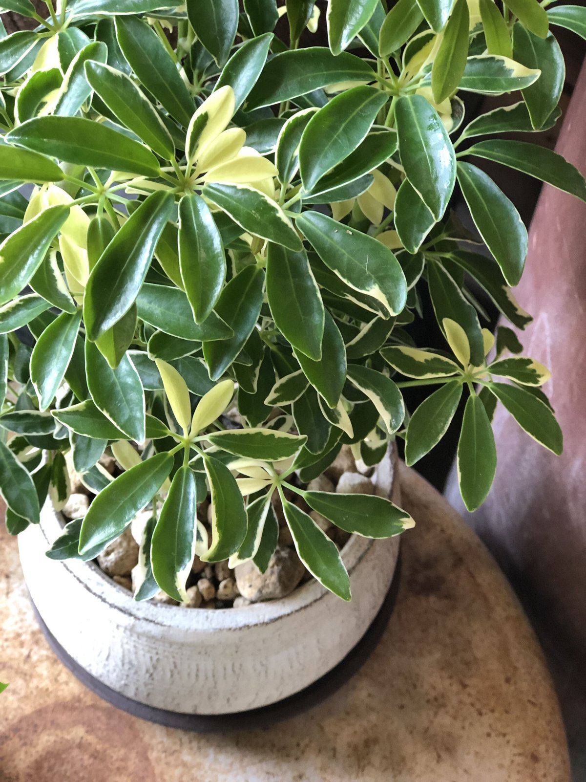 シェフレラ fit=scale-down,w=1200