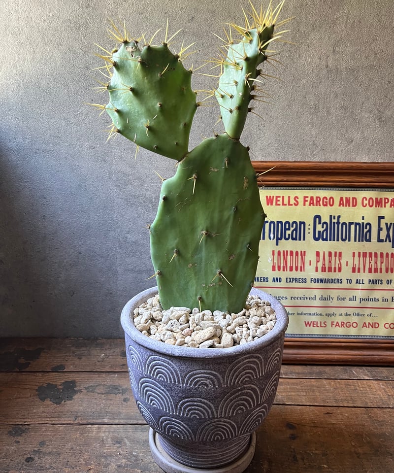 金棘 寒さに強いウチワサボテン | ¨MONKEY TREE¨ by SABOTEN MISSILE