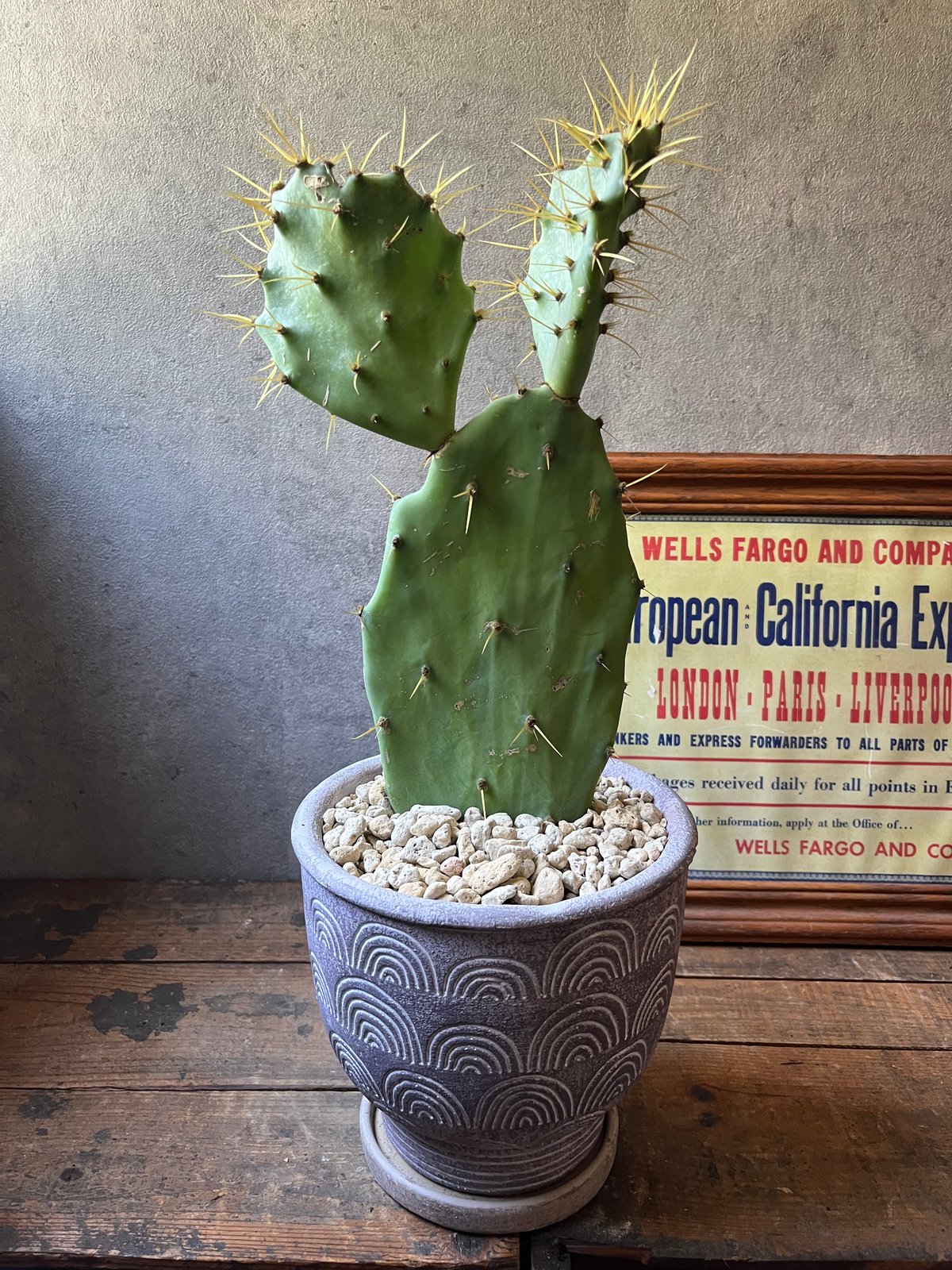 金棘 寒さに強いウチワサボテン | ¨MONKEY TREE¨ by SABOTEN MISSILE