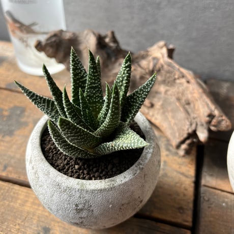 ガステリア | STORES