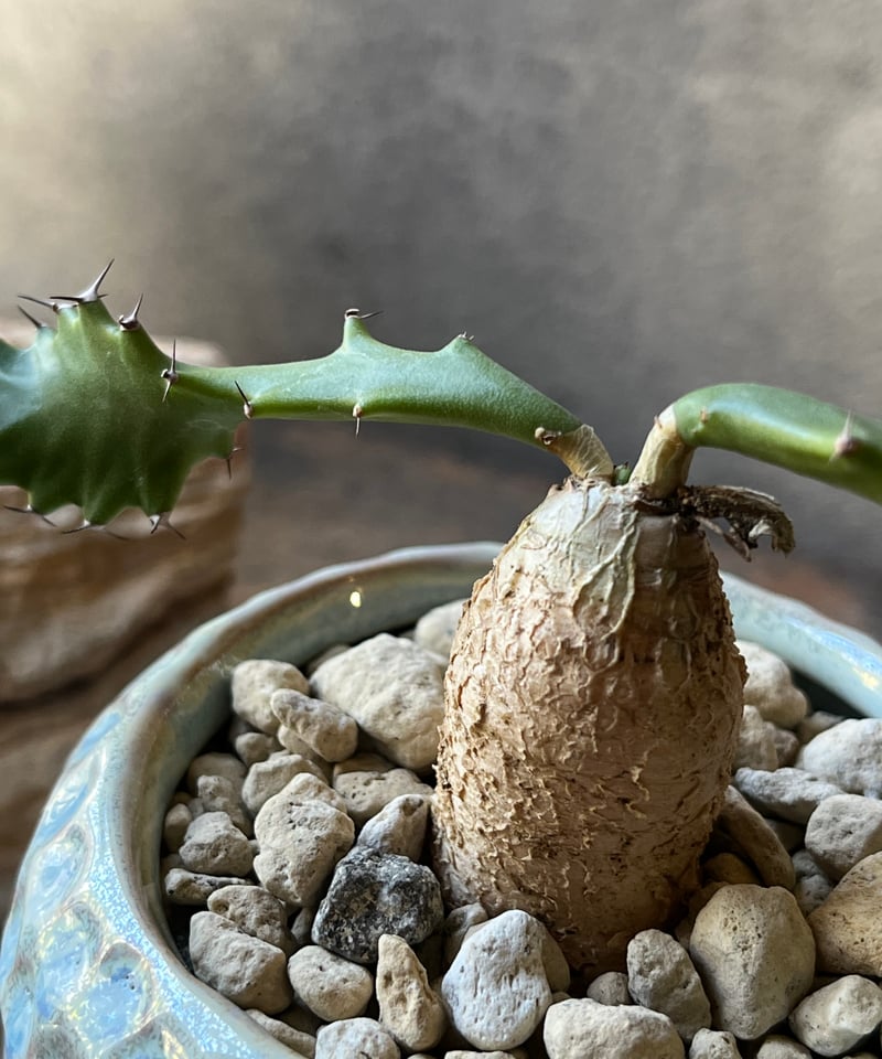 Euphorbia squarrosa ユーフォルビアスクアローサ 奇怪ヶ島 | ¨MONKE