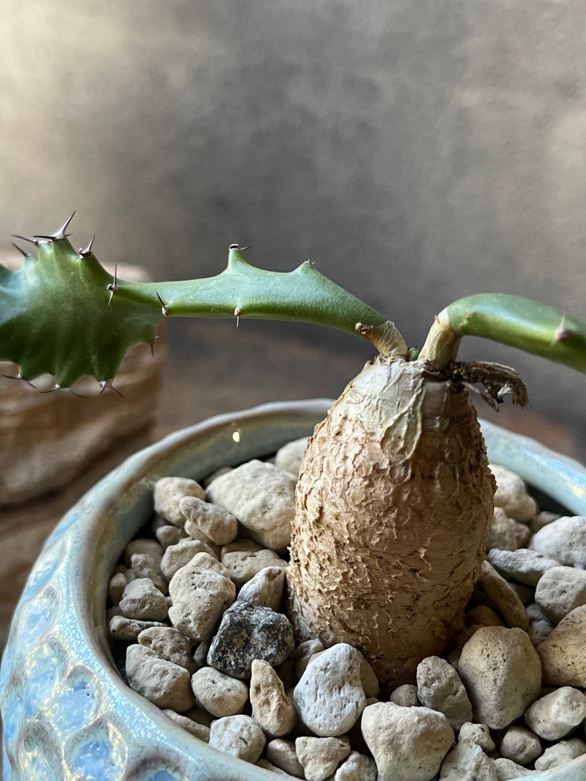 Euphorbia squarrosa ユーフォルビアスクアローサ 奇怪ヶ島 | ¨MONKE