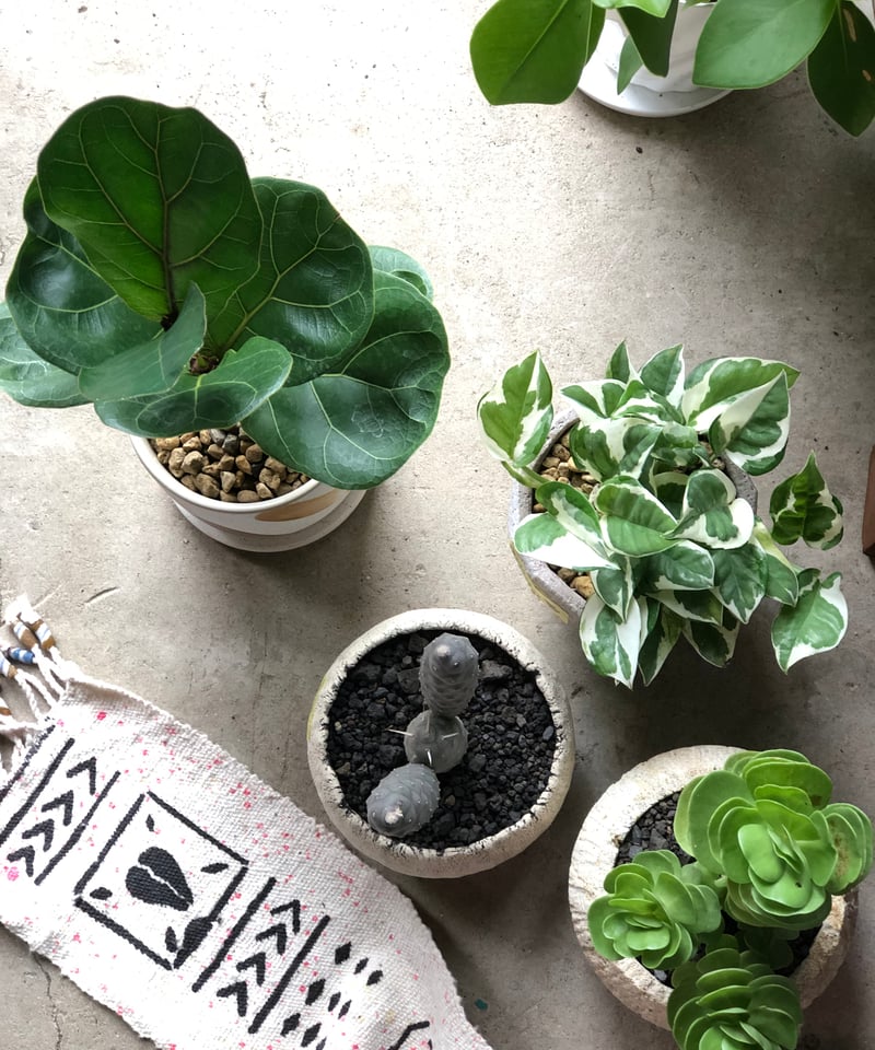 観葉植物 フィカス リラータ バンビーノ 205cm フィカス リラータ