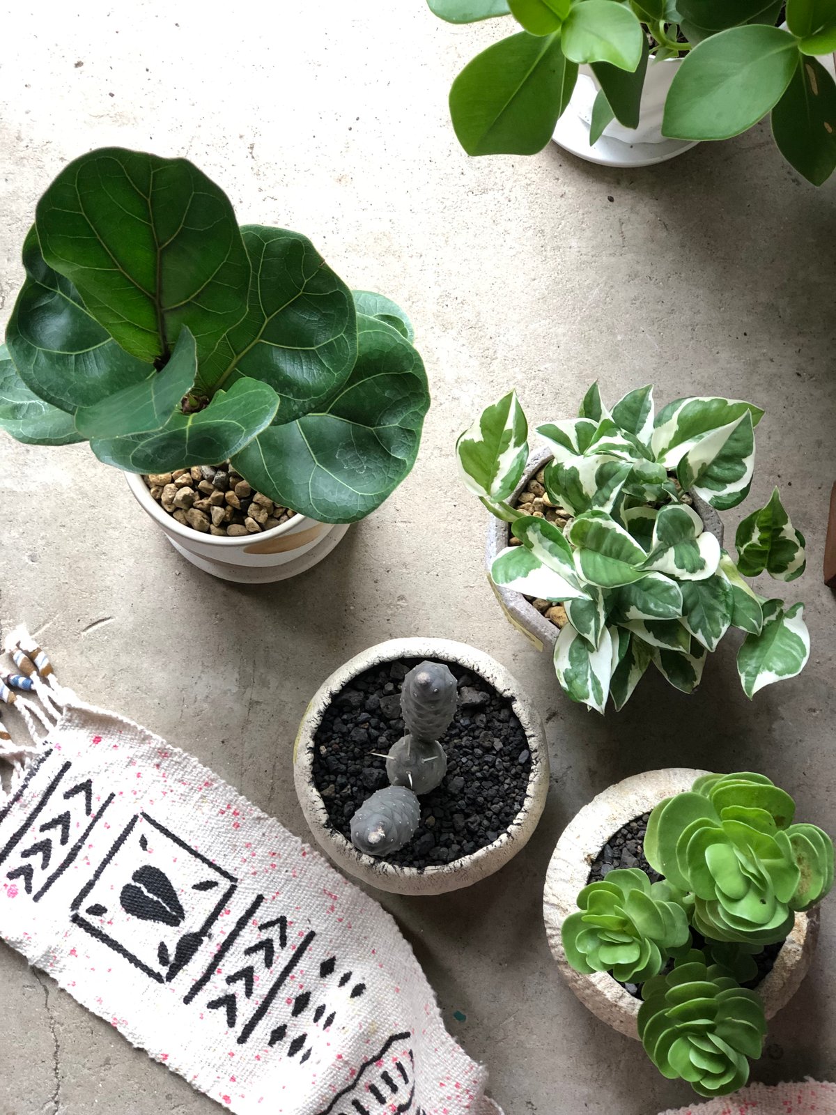 Ficus lyrata 'Bambino' フィカス リラータ バンビーノ | ¨MON