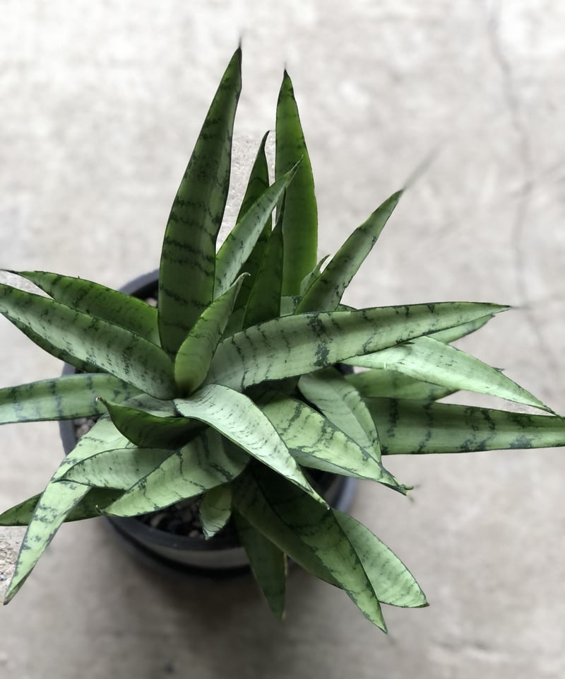 1点もの】Sansevieria Silver princess サンスベリア シルバー 1点もの】Sansevieria Silver princess サンスベリア シルバー