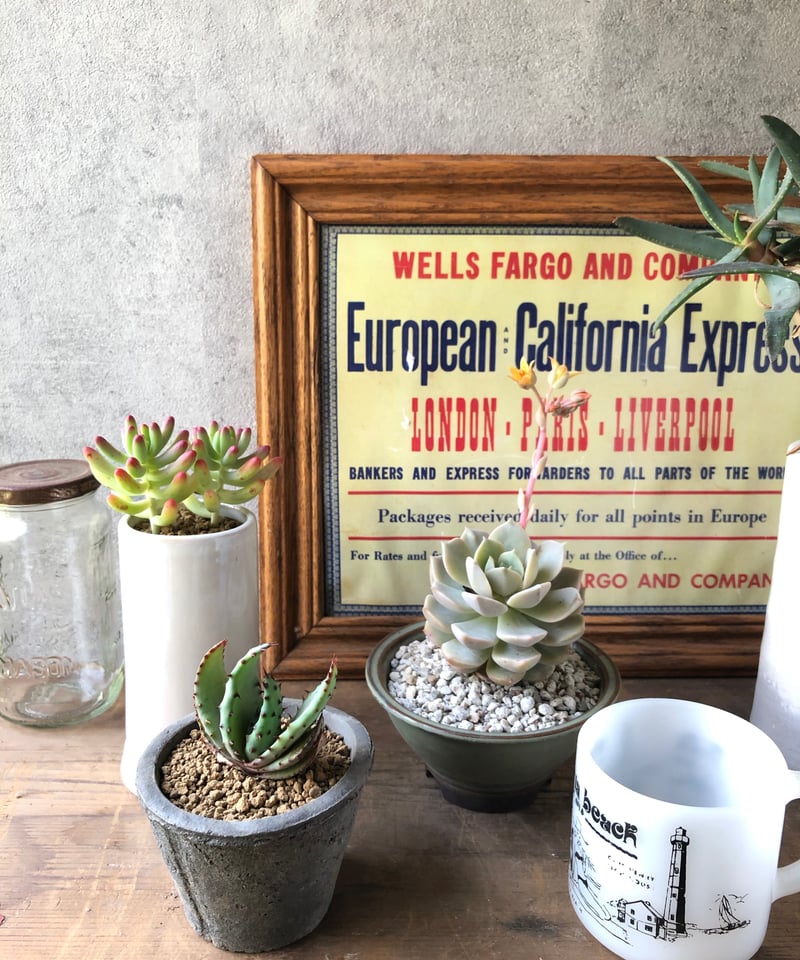 多肉植物【3点SET】鬼切丸.ファンクイーン.乙女心 | ¨MONKEY TREE¨ by S