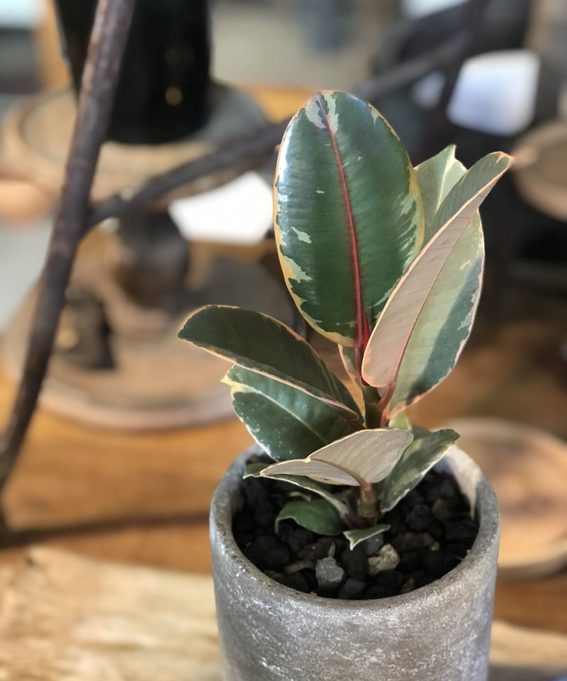 1点もの】Ficus elastica 'Ruby' フィカス ルビー | ¨MONKEY