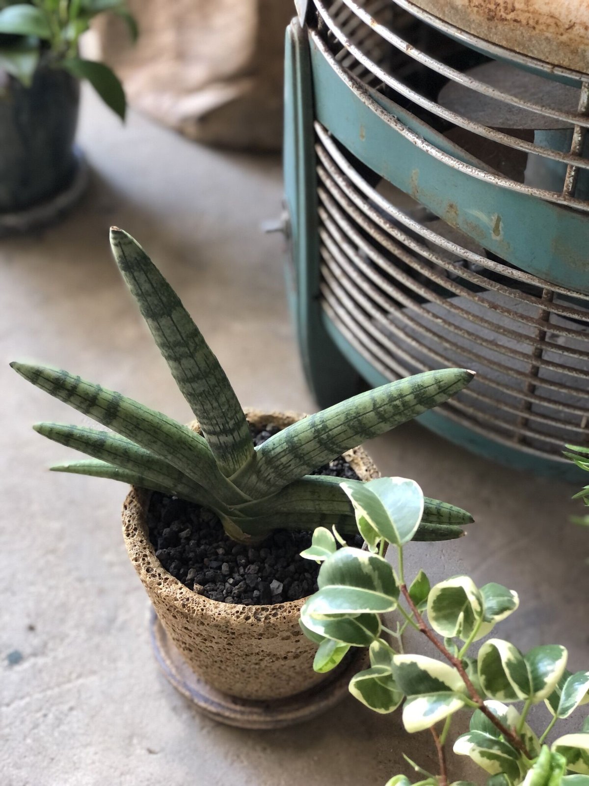 Sansevieria boncellensis サンスベリア ボンセレンシス | ¨MO