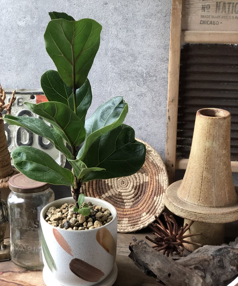 Ficus lyrata 'Bambino' フィカス リラータ バンビーノ | ¨MON