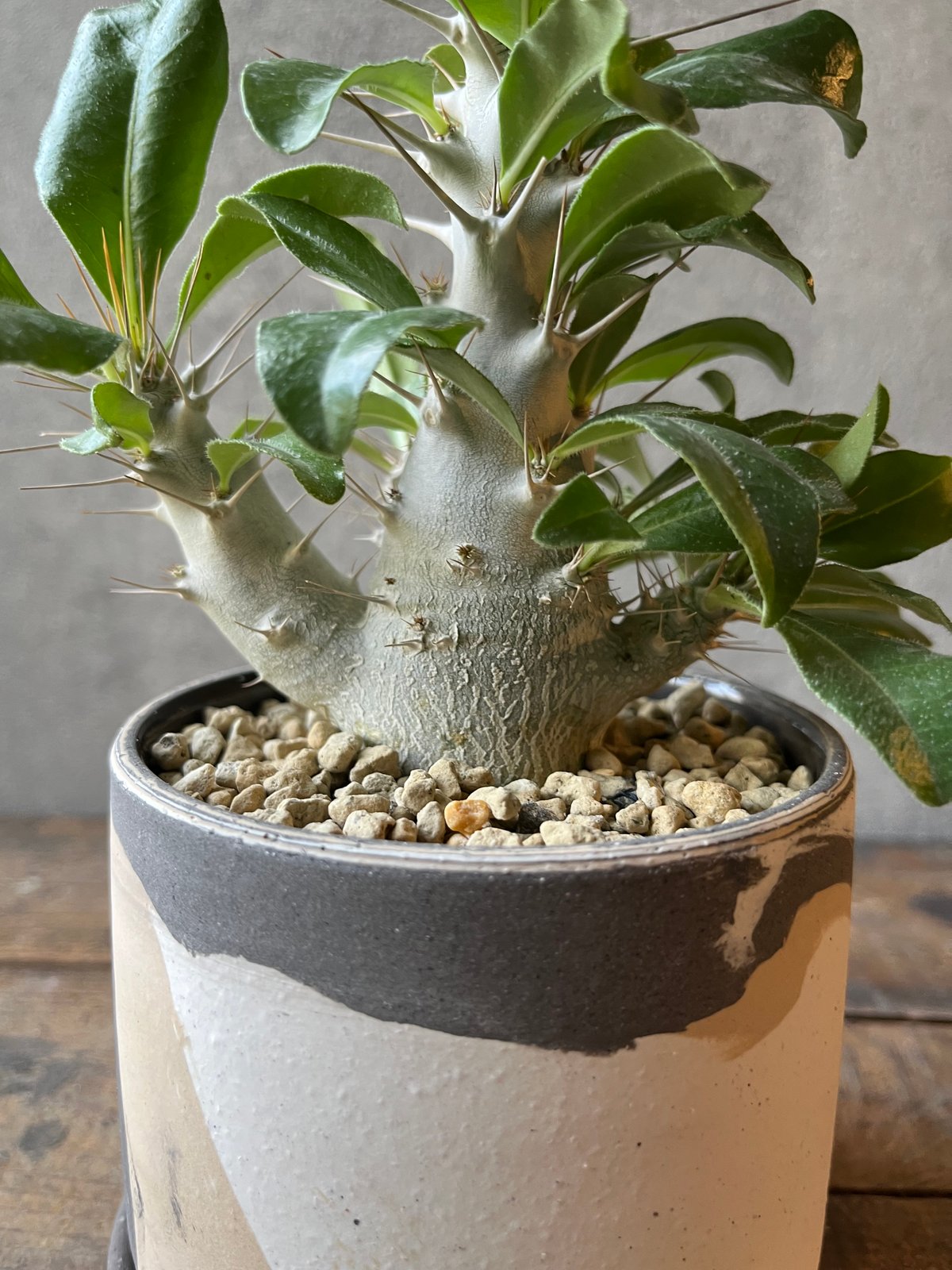 Pachypodium saundersii パキポディウム サウンデルシー | ¨MON