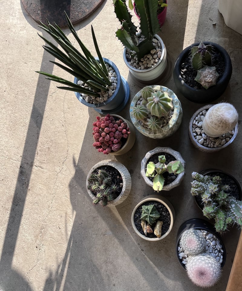 引取り限定】 サボテン 大雲閣180cm 楽天市場】大 雲 閣 サボテンの通販