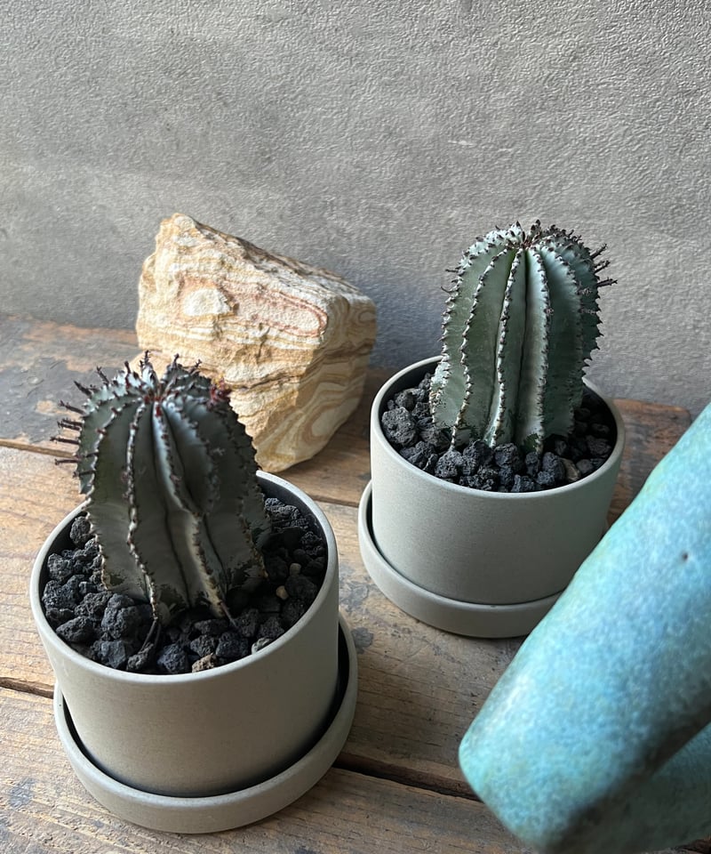 uphorbia polygona ユーフォルビア 白衣ポリゴナ | ¨MONKEY TRE