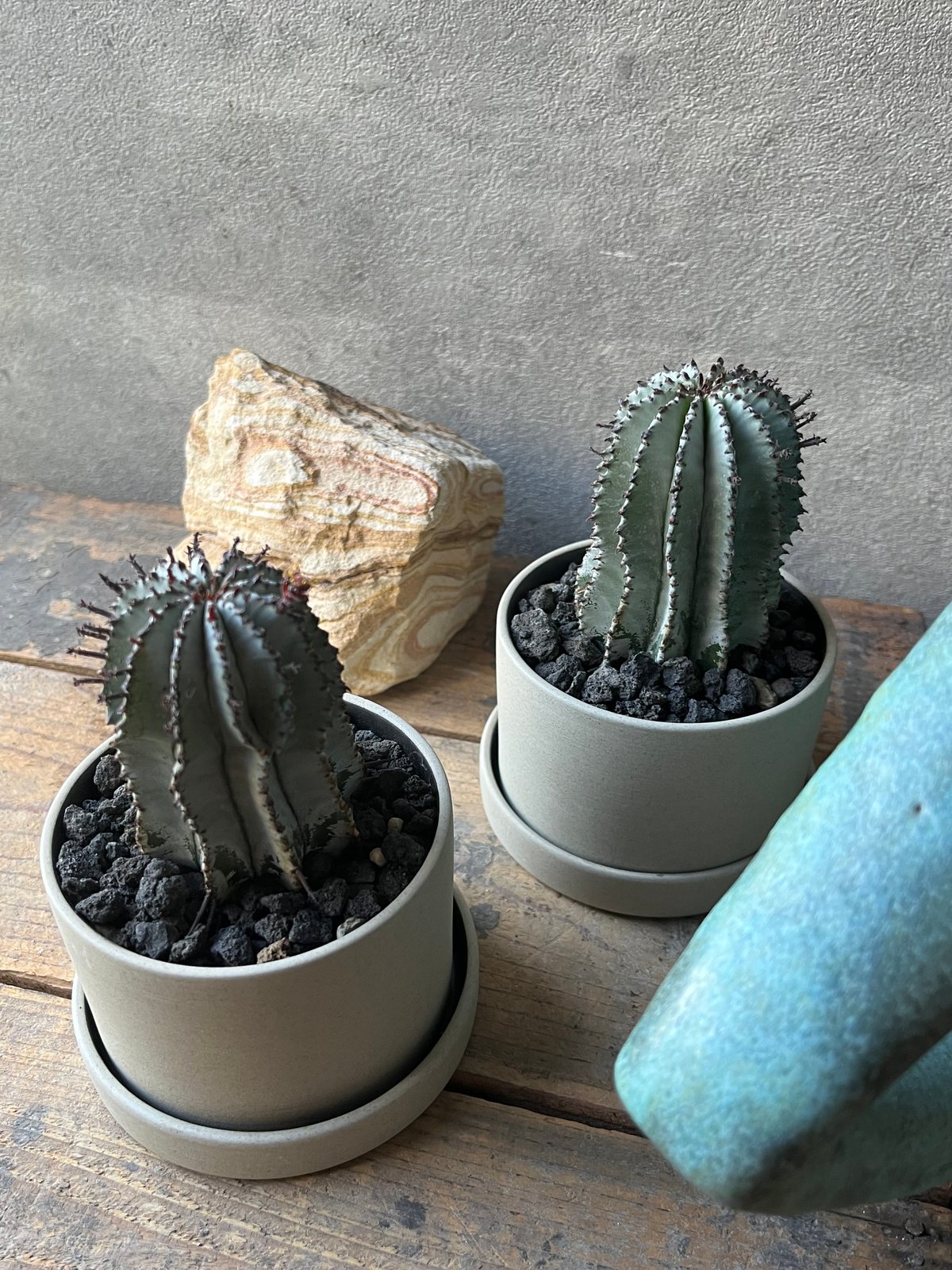 uphorbia polygona ユーフォルビア 白衣ポリゴナ | ¨MONKEY TRE