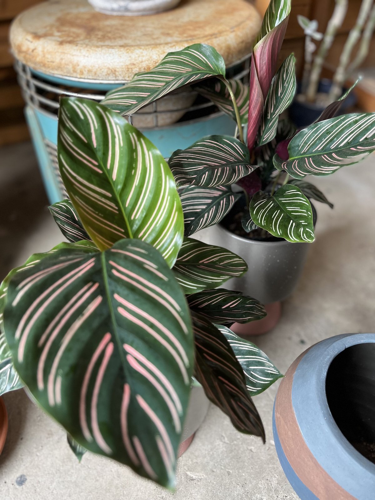 おるなーた カラテア・オルナータの育て方 | 観葉植物・お花の通販 AND